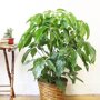 Schefflera 'Amate' sfeerfoto